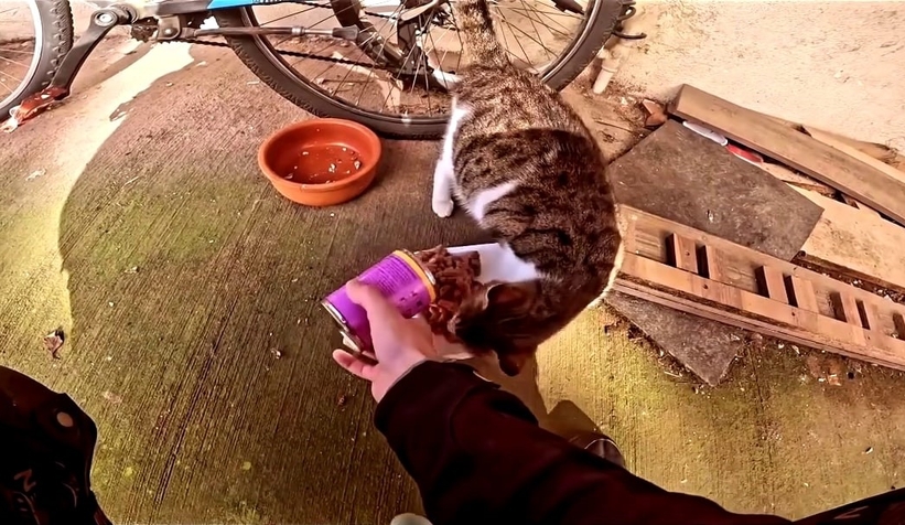 Sipariş üzerine hamile kediye mama götürdü,