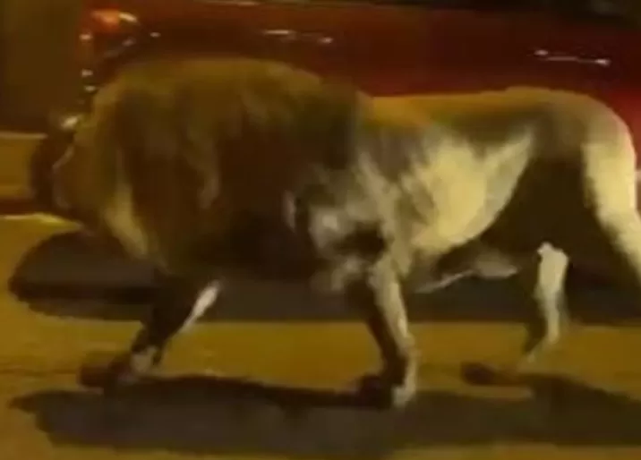 Sirkten kaçan aslan paniği