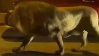 Sirkten kaçan aslan paniği