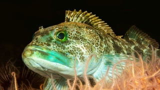 Sırrı çözüldü: 555 dişi ve iki çenesi var