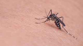 Sivrisineğin koklama duyusuyla kanser dedektörü geliştirdiler