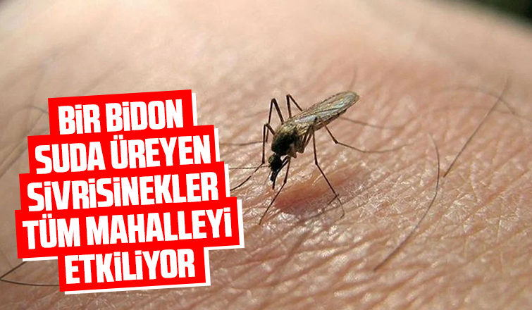 Sivrisinekler için önlemi açıkladı