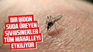 Sivrisinekler için önlemi açıkladı