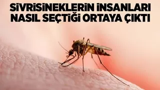 Sivrisineklerin insanları nasıl seçiyor; İşte yanıtı