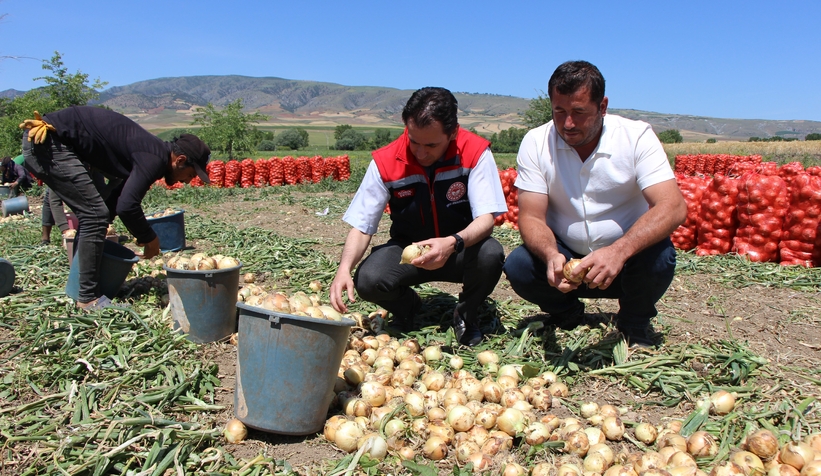 Soğan hasadı başladı: Tarlada kilosu 7 TL