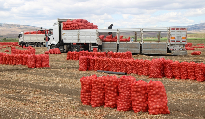 Soğan tarlada 6 TL
