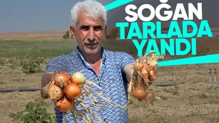 Soğanlar tarlada yandı