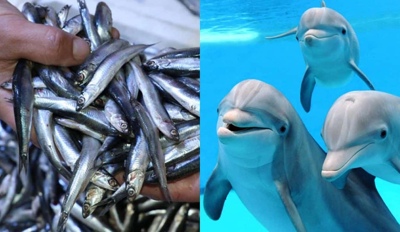 Şok öneri; Yunusları avlayalım ciddi hamsi tüketiyorlar
