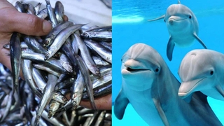 Şok öneri; Yunusları avlayalım ciddi hamsi tüketiyorlar