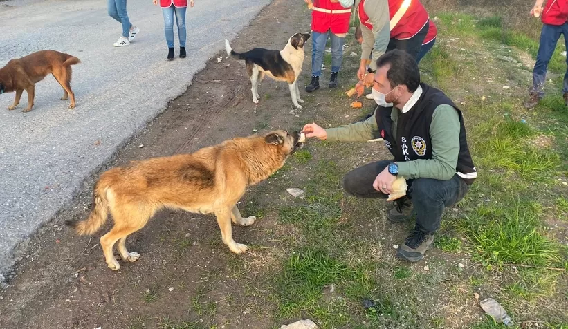 Sokak hayvanları için seferber oldular