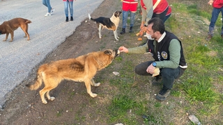Sokak hayvanları için seferber oldular