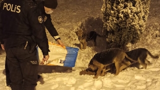 Sokak hayvanları unutulmadı