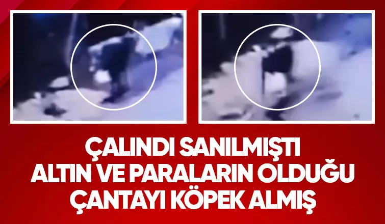 Sokak köpeği altın ve paraların olduğu çantayı böyle götürdü