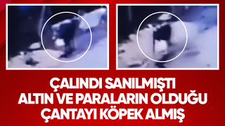 Sokak köpeği altın ve paraların olduğu çantayı böyle götürdü
