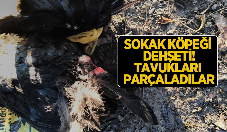 Sokak köpeği dehşeti: Tavukları parçaladılar