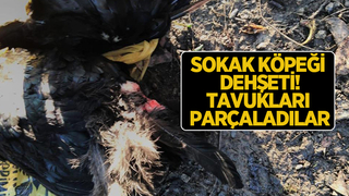 Sokak köpeği dehşeti: Tavukları parçaladılar