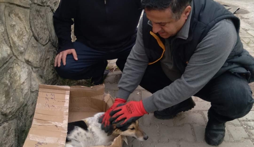 Sokak köpeğini ölüme terk ettiler