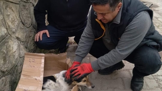 Sokak köpeğini ölüme terk ettiler