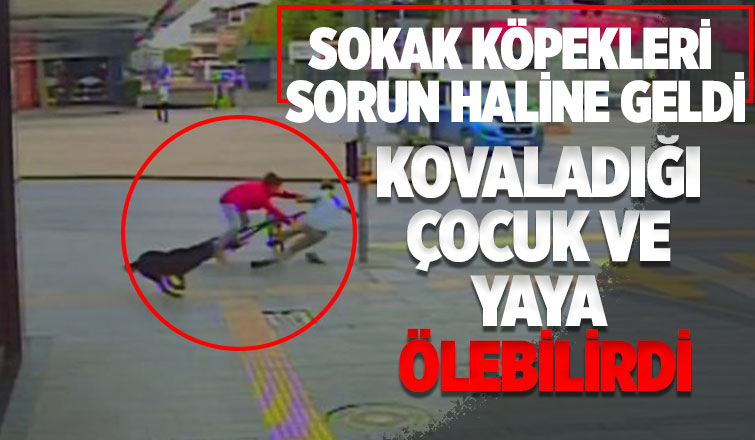 Sokak köpeğinin kovaladığı bisikletli yayaya çarptı