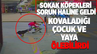 Sokak köpeğinin kovaladığı bisikletli yayaya çarptı