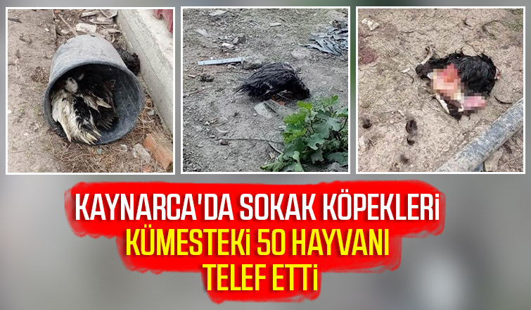 Sokak köpekleri 50 hayvanı telef etti