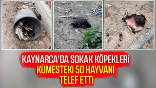 Sokak köpekleri 50 hayvanı telef etti