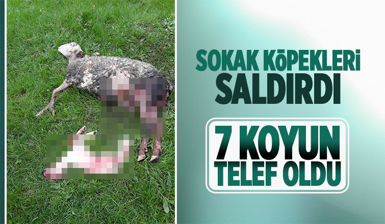 Sokak köpekleri 7 koyunu telef etti