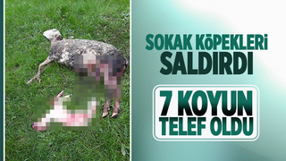 Sokak köpekleri 7 koyunu telef etti