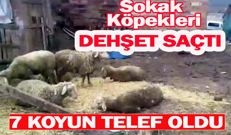Sokak köpekleri 7 koyunu telef etti