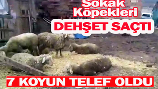 Sokak köpekleri 7 koyunu telef etti