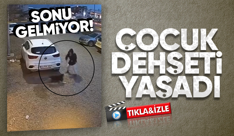 Sokak köpekleri çocuğa korku yaşattı