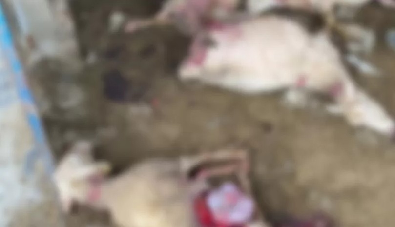 Sokak köpekleri dehşet saçtı Koyunları parçaladılar