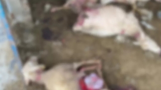 Sokak köpekleri dehşet saçtı Koyunları parçaladılar