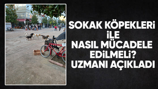 Sokak köpekleri ile mücadele nasıl yapılmalı?