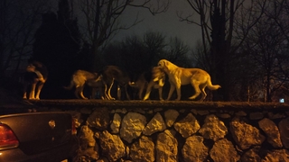 Sokak köpekleri kadına saldırdı