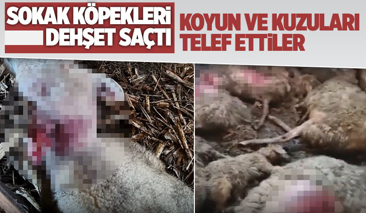 Sokak köpekleri koyun ve kuzuları telef etti