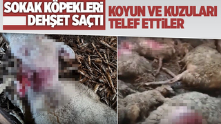 Sokak köpekleri koyun ve kuzuları telef etti