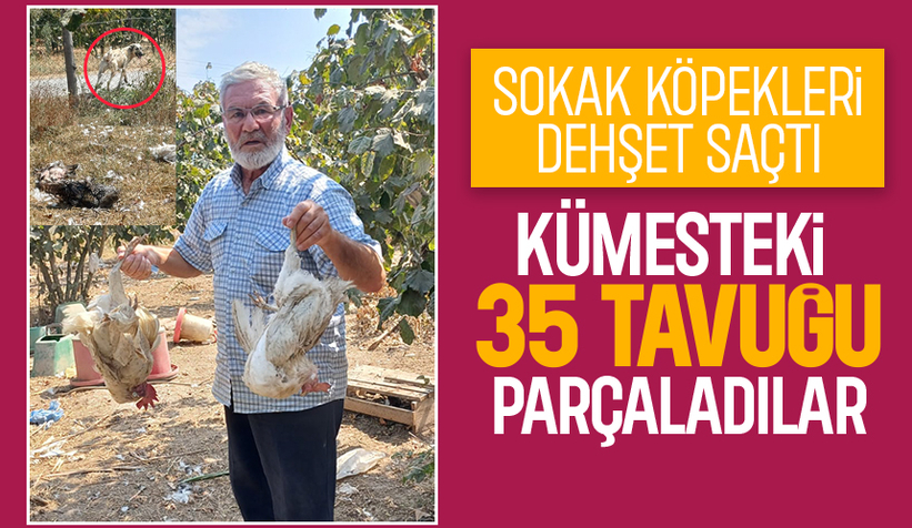 Sokak köpekleri kümese saldırdı 35 tavuğu parçaladı