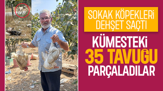 Sokak köpekleri kümese saldırdı 35 tavuğu parçaladı