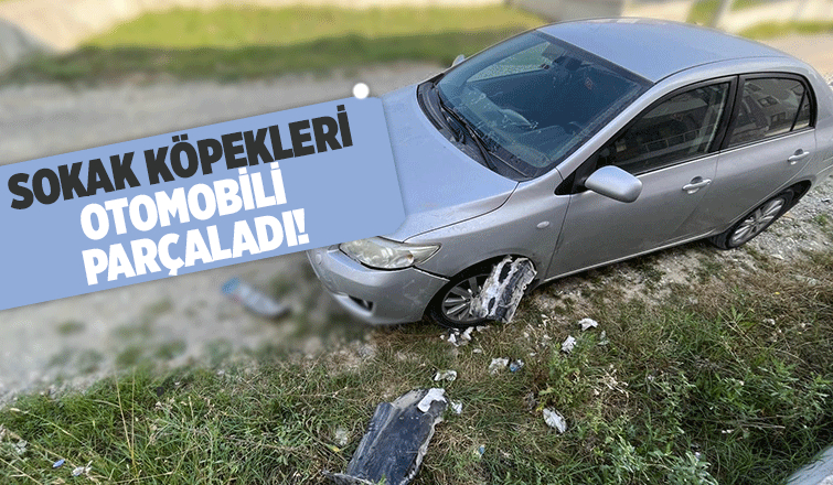 Sokak köpekleri park halindeki araca zarar verdi