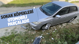 Sokak köpekleri park halindeki araca zarar verdi