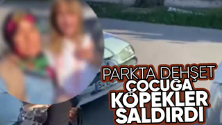 Sokak köpekleri parkta oynayan çocuğa saldırdı