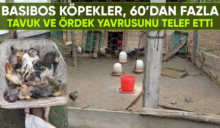 Sokak köpekleri tavuk ve ördek yavrularını telef etti