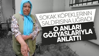 Sokak köpeklerinin saldırısına uğradı