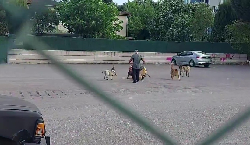 Sokak ortasında 10 köpeğin saldırısına uğradı
