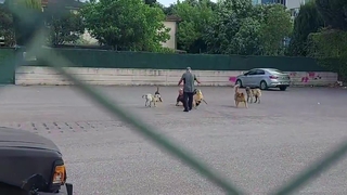 Sokak ortasında 10 köpeğin saldırısına uğradı