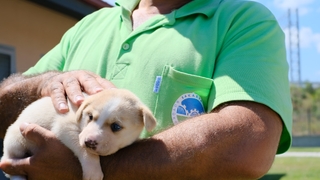 Sokaktaki can dostları sıcak yuvaya kavuşuyor