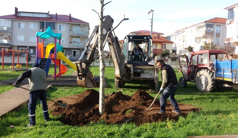 Sökülen ağaçlar çocuk parklarına dikildi