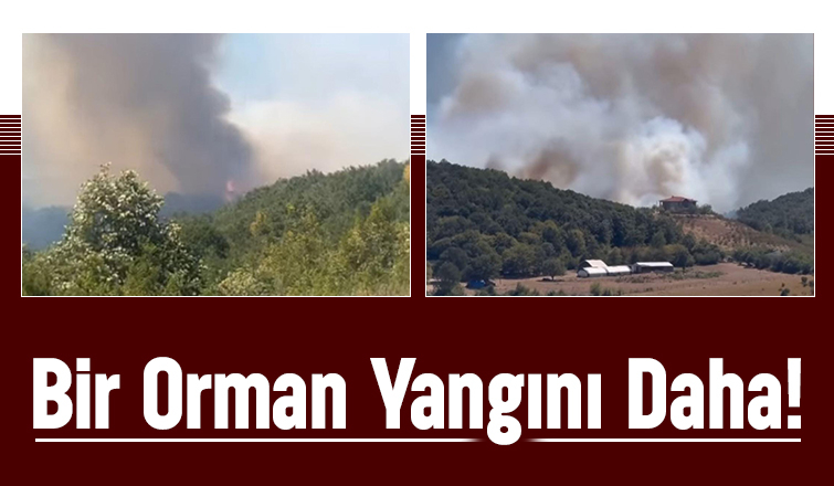  Hendek’te Orman Yangını!