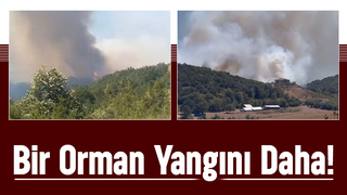  Hendek’te Orman Yangını!